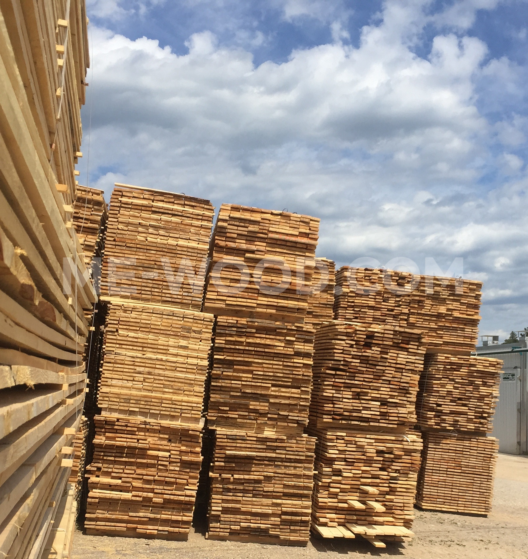 Segatura di legno duro